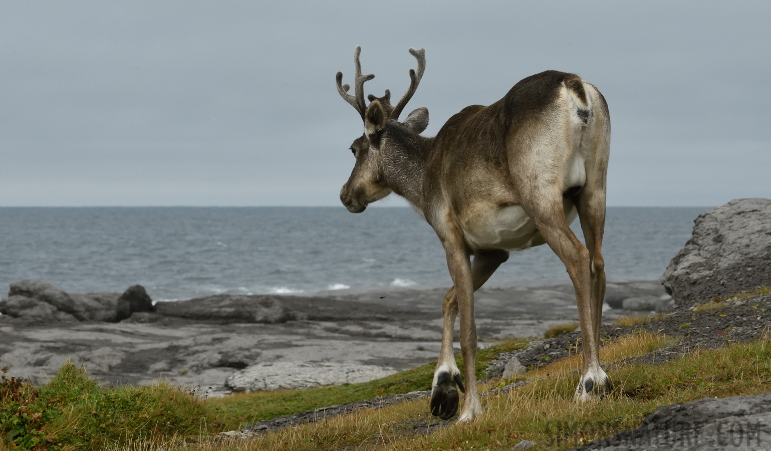 Rangifer tarandus caribou [200 mm, 1/800 Sek. bei f / 20, ISO 1600]